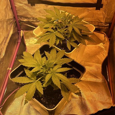 Blue sugar auto growlog timeline photo