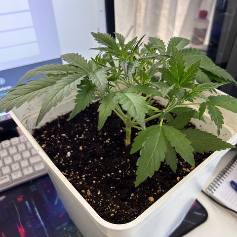 Blue sugar auto growlog timeline photo