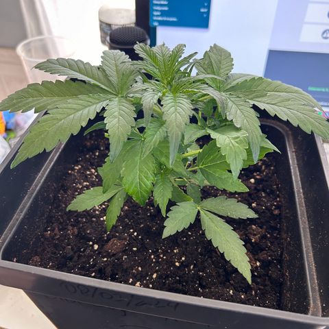 Blue sugar auto growlog timeline photo