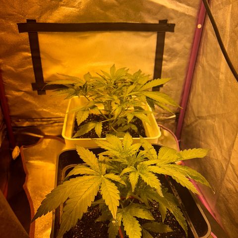 Blue sugar auto growlog timeline photo