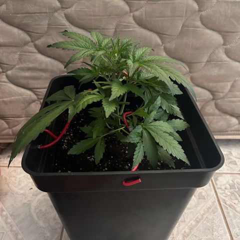 Blue sugar auto growlog timeline photo