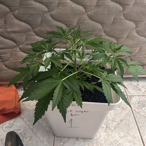 Blue sugar auto growlog timeline photo
