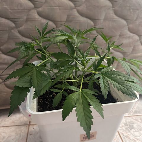Blue sugar auto growlog timeline photo