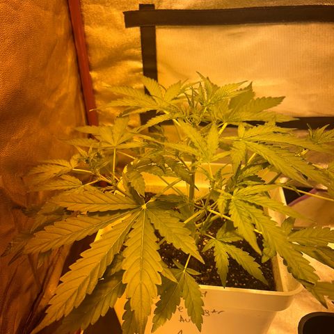 Blue sugar auto growlog timeline photo