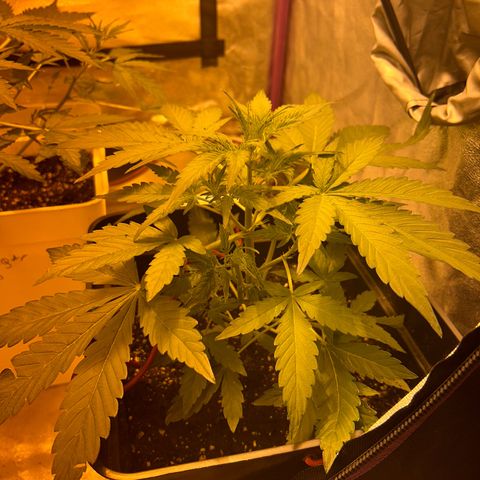Blue sugar auto growlog timeline photo