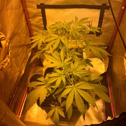 Blue sugar auto growlog timeline photo