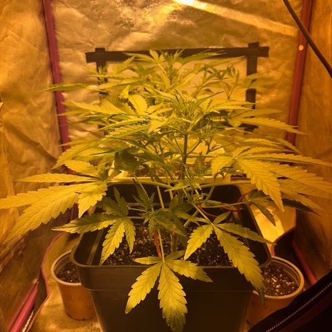 Blue sugar auto growlog timeline photo