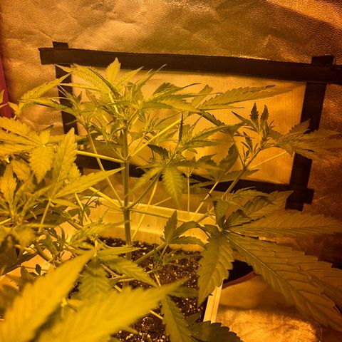Blue sugar auto growlog timeline photo