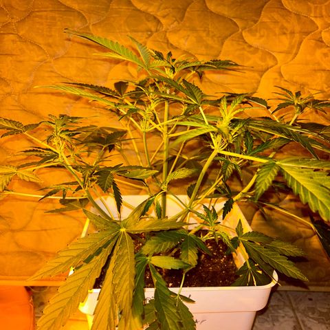 Blue sugar auto growlog timeline photo