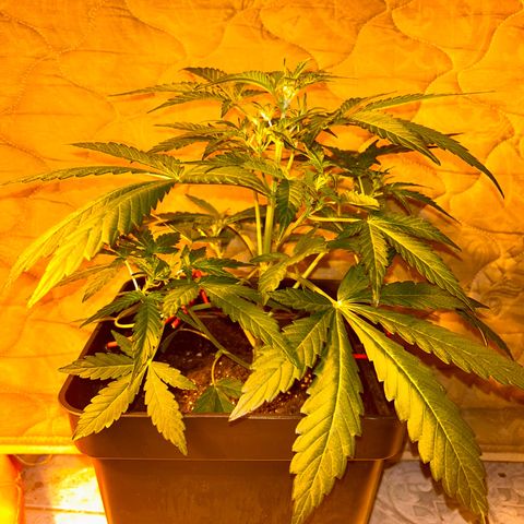 Blue sugar auto growlog timeline photo