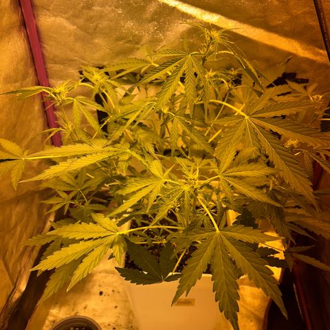 Blue sugar auto growlog timeline photo
