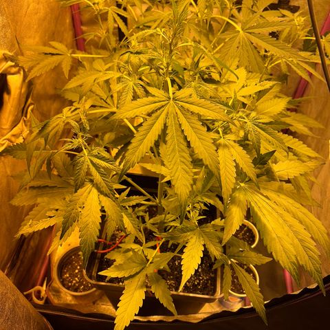 Blue sugar auto growlog timeline photo