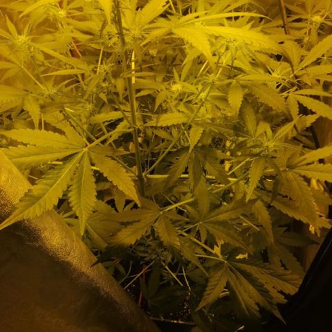Blue sugar auto growlog timeline photo
