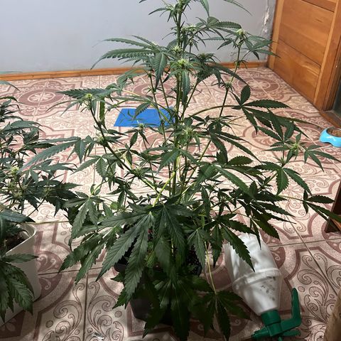 Blue sugar auto growlog timeline photo
