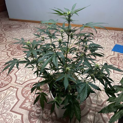 Blue sugar auto growlog timeline photo