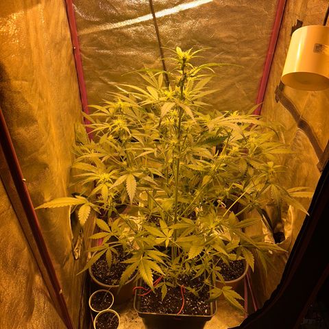 Blue sugar auto growlog photo: Poda de las hojas más grandes 