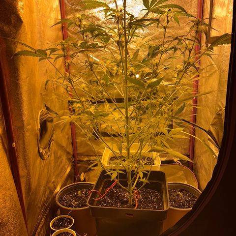 Blue sugar auto growlog photo: Poda de las hojas más grandes 