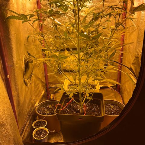 Blue sugar auto growlog photo: Poda de las hojas más grandes 
