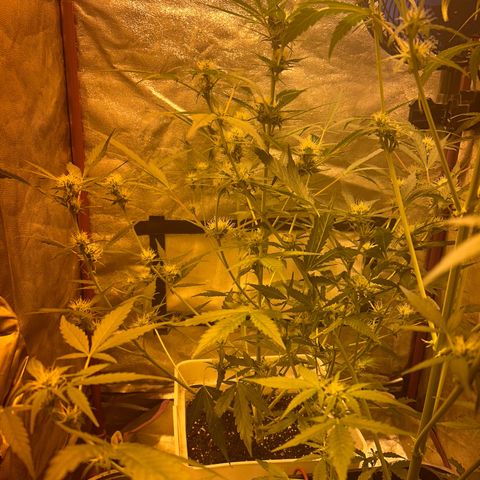 Blue sugar auto growlog timeline photo