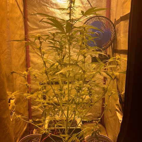 Blue sugar auto growlog timeline photo