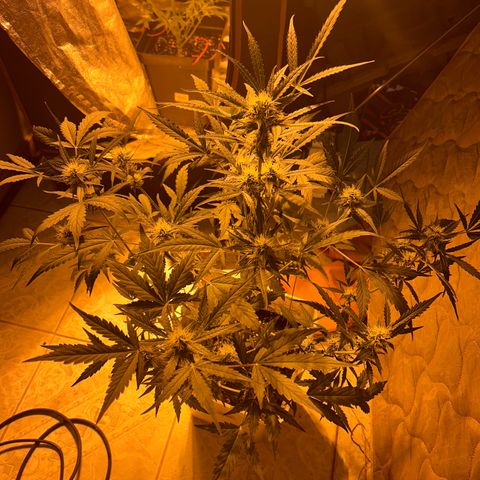 Blue sugar auto growlog timeline photo