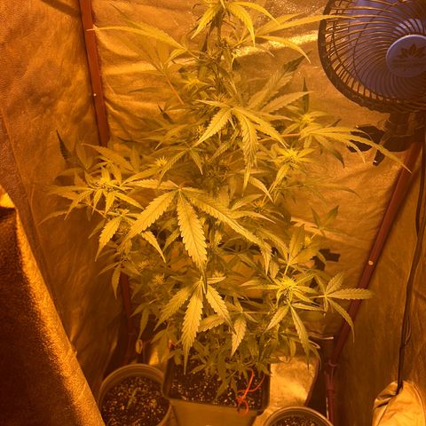 Blue sugar auto growlog timeline photo