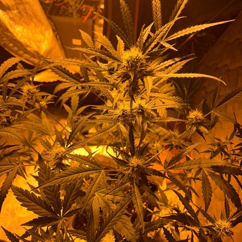 Blue sugar auto growlog timeline photo