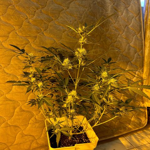 Blue sugar auto growlog timeline photo