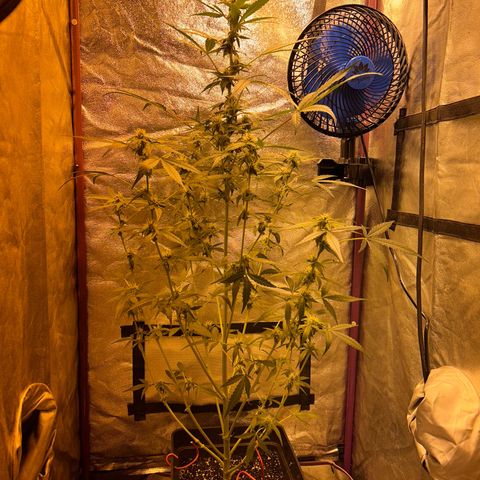 Blue sugar auto growlog timeline photo
