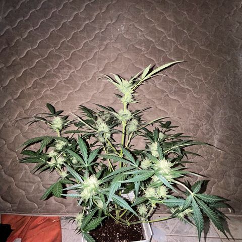 Blue sugar auto growlog timeline photo