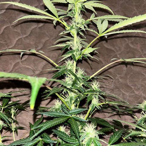 Blue sugar auto growlog timeline photo