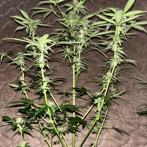 Blue sugar auto growlog timeline photo