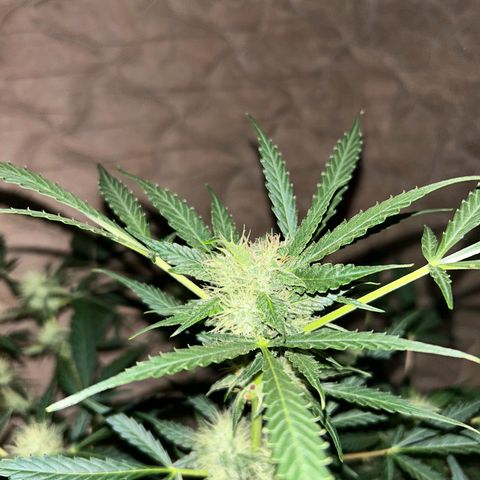 Blue sugar auto growlog timeline photo
