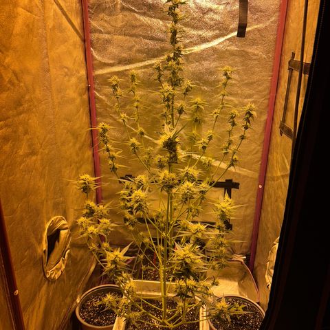 Blue sugar auto growlog timeline photo