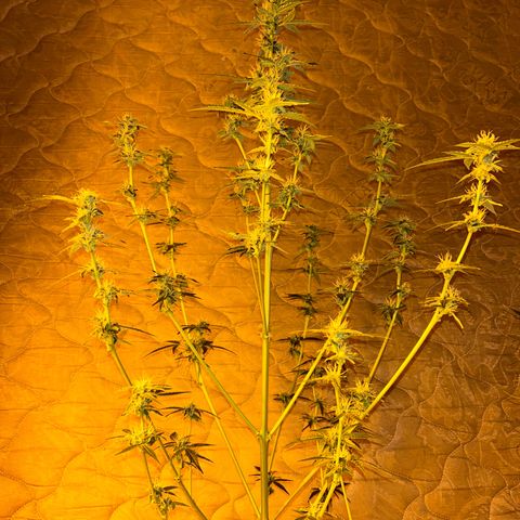 Blue sugar auto growlog timeline photo