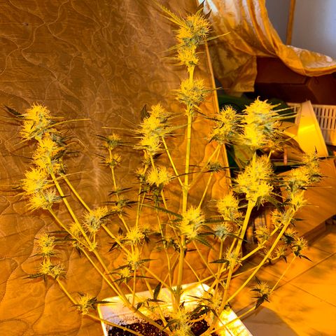 Blue sugar auto growlog timeline photo