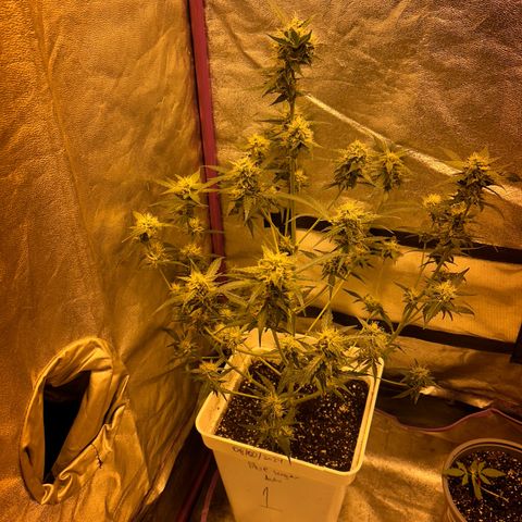 Blue sugar auto growlog timeline photo