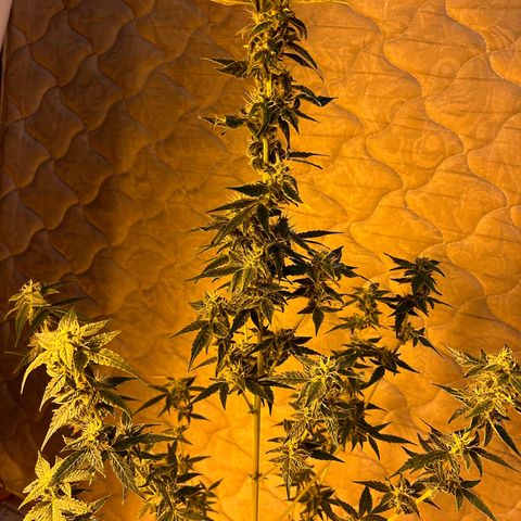 Blue sugar auto growlog timeline photo