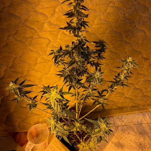 Blue sugar auto growlog timeline photo
