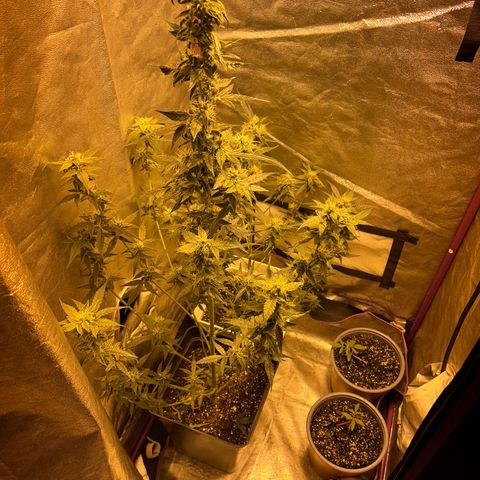 Blue sugar auto growlog timeline photo