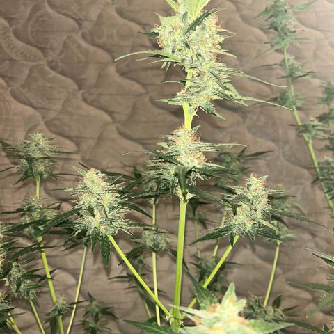 Blue sugar auto growlog timeline photo