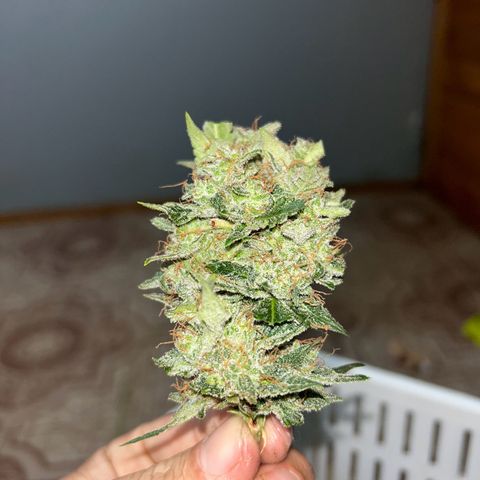 Blue sugar auto growlog timeline photo