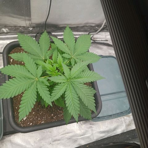 Sticky growlog timeline photo