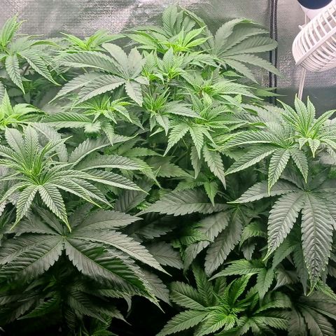 Sticky growlog timeline photo