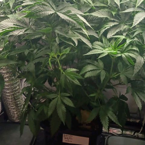 Sticky growlog timeline photo