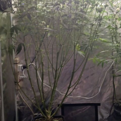 Sticky growlog timeline photo