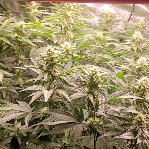 Sticky growlog timeline photo