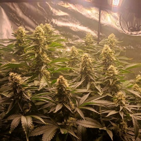 Sticky growlog timeline photo