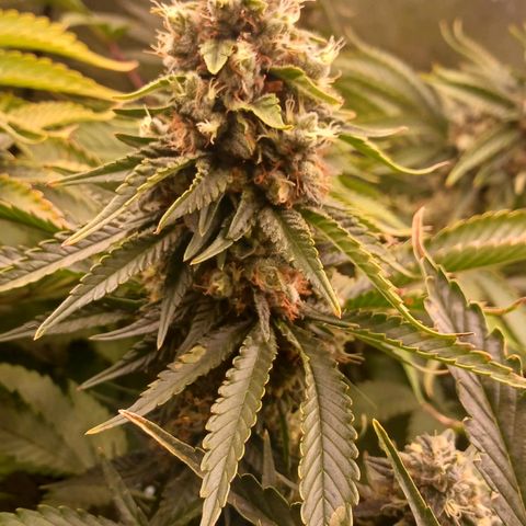 Sticky growlog timeline photo