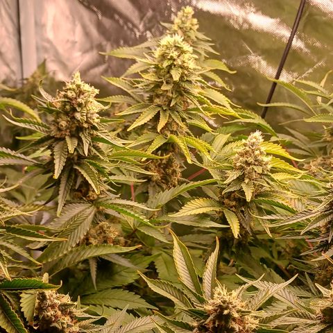 Sticky growlog timeline photo